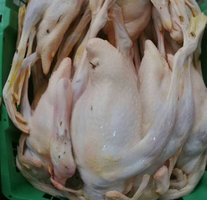 53+ Gambar Bebek Peking Paling Hist 53+ Gambar Bebek Peking Paling Hist