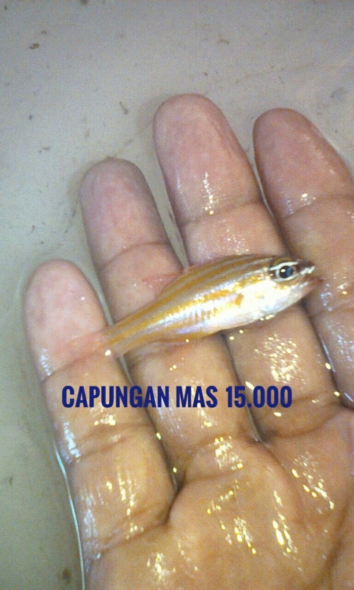Katalog Ikan Hias Laut Travelbon.com Katalog Ikan Hias Laut Travelbon.com