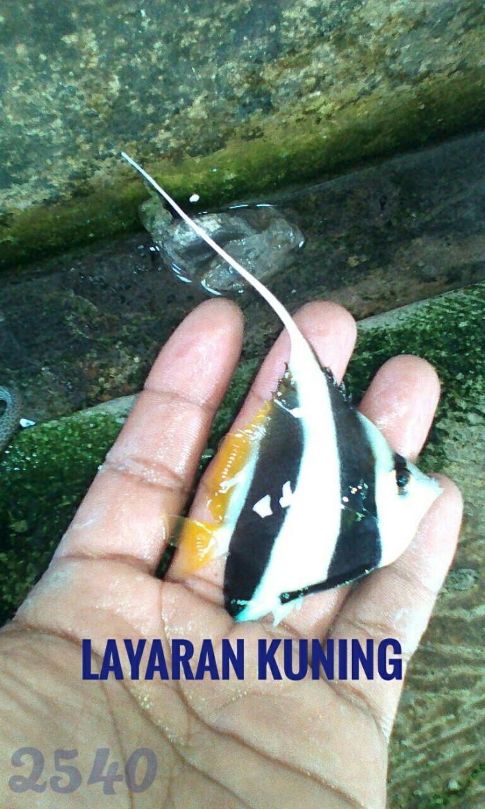 Harga Ikan Hias Laut Travelbon.com Harga Ikan Hias Laut Travelbon.com