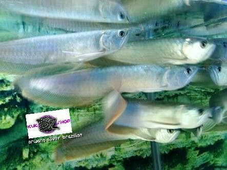 Info Ikan Arwana Hargano.com Info Ikan Arwana Hargano.com