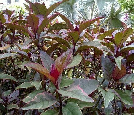 Jual Daun Handeleum Handeuleum Daun Ungu Obat Wasir Ambeien Ambeyen