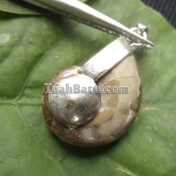 Harga Mustika Keong Buntet Hargano.com Harga Mustika Keong Buntet Hargano.com