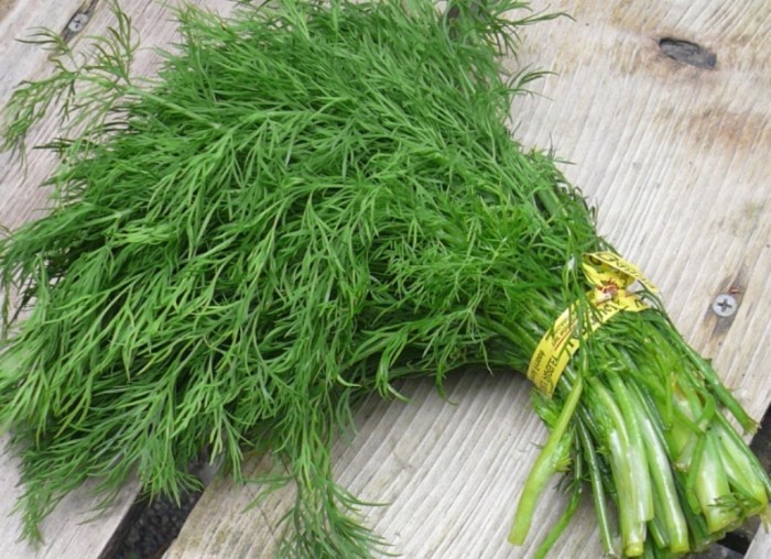 2000 Gambar Daun Adas HD Paling Keren 2000 Gambar Daun Adas HD Paling Keren