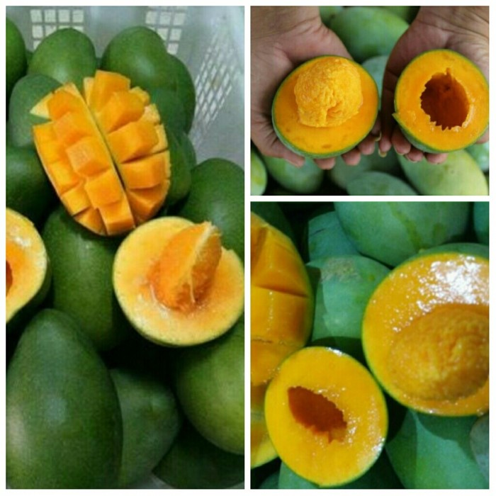 Harga Alpukat Hargano.com Harga Alpukat Hargano.com