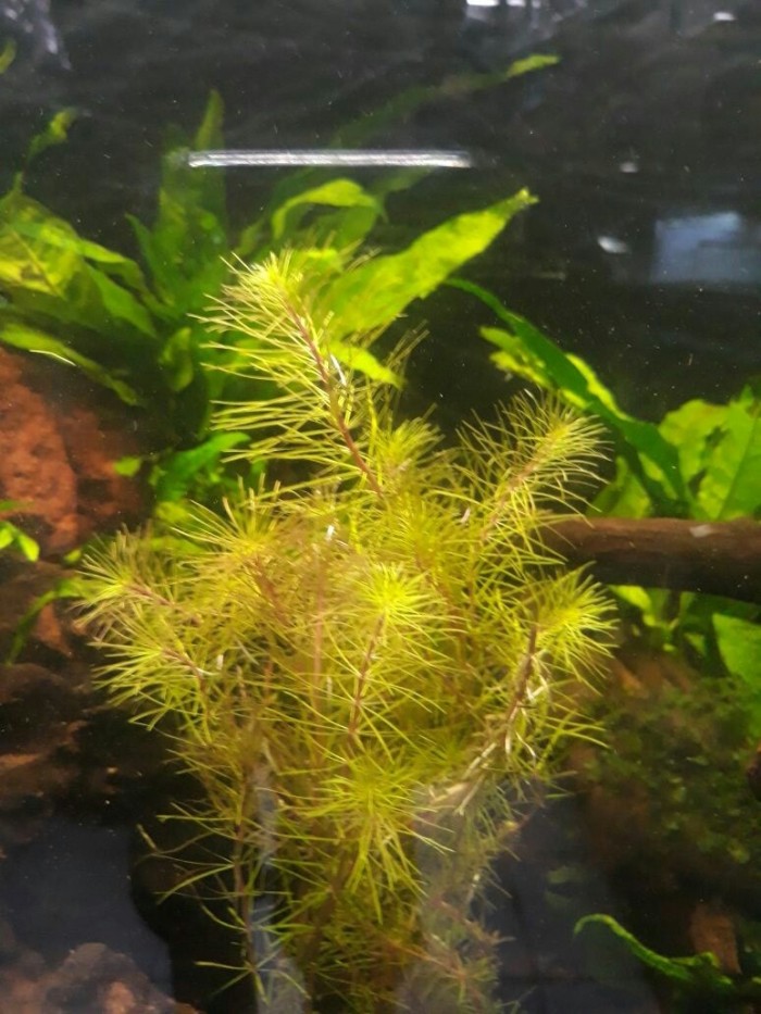 Jual Tanaman Aquascape Rotala Walichi Cup Jakarta Barat