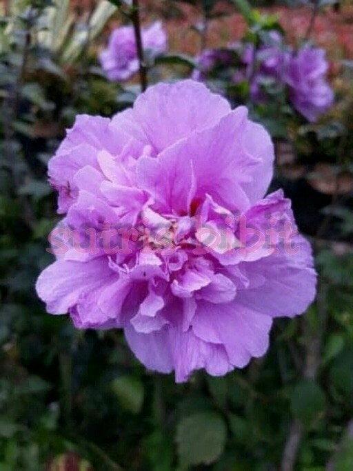 Tanaman Hias Bunga Hibiscus Ungu Tumpuk