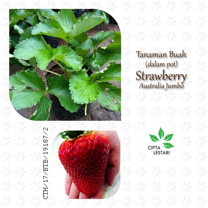 Tanaman Buah Strawberry Australia Jumbo - Bibit Pohon Strawbery Besar