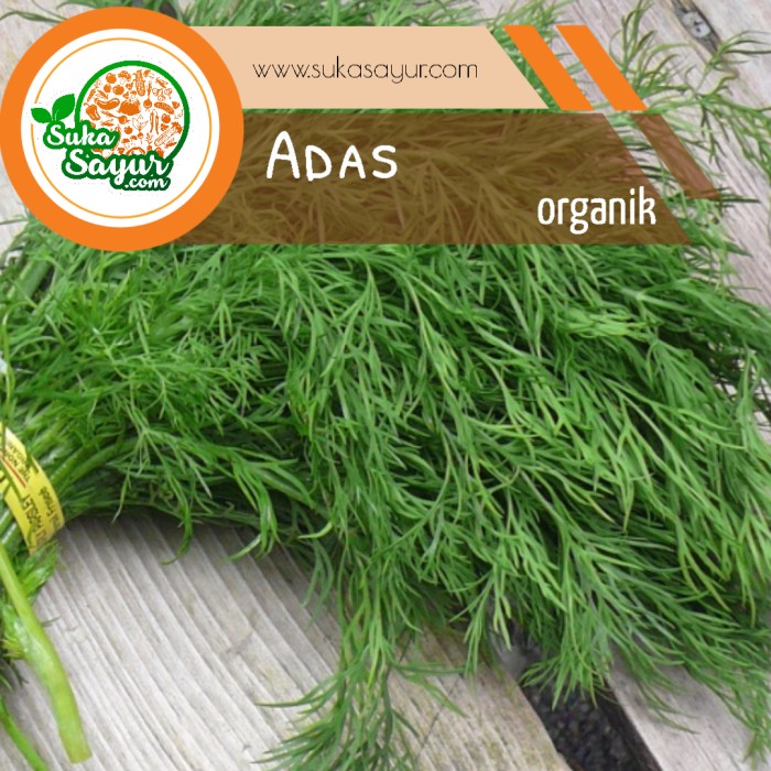2000 Gambar Daun Adas HD Paling Keren 2000 Gambar Daun Adas HD Paling Keren