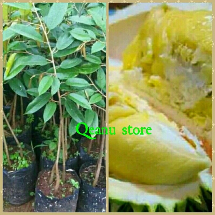 101+ Gambar Tanaman Durian Montong Paling Keren 101+ Gambar Tanaman Durian Montong Paling Keren