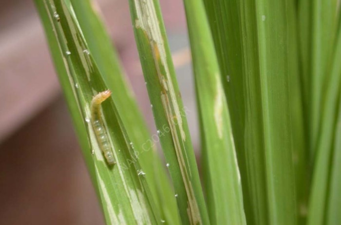 jual insektisida sundep penggulung daun hama putih padi jual insektisida sundep penggulung daun hama putih padi