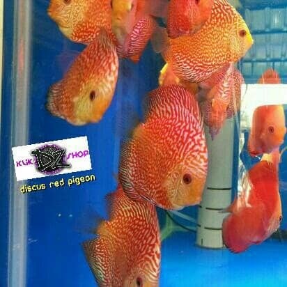Katalog Ikan Discus Borongan Hargano.com Katalog Ikan Discus Borongan Hargano.com