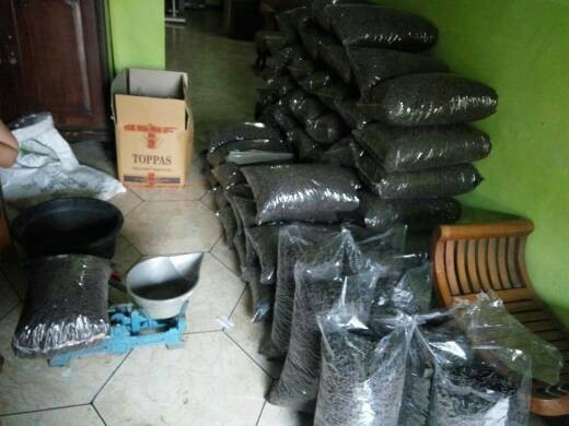 jual cabe jamu cabe puyang cabe jawa pepper murah ariess shop jual cabe jamu cabe puyang cabe jawa pepper murah ariess shop
