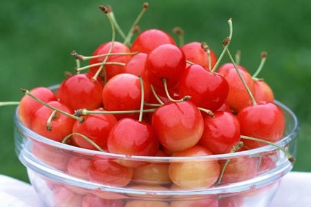 benih biji buah Beach Cherry Tahan Panas !