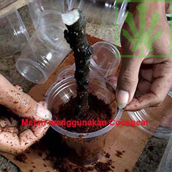 jual bibit stek batang buah ara tin sultane cutting fig jual bibit stek batang buah ara tin sultane cutting fig