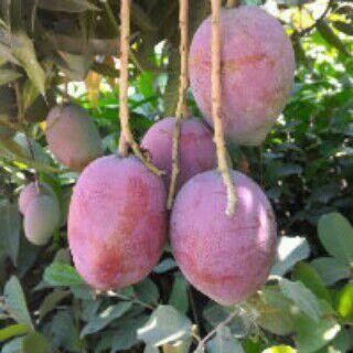 jual bibit pohon mangga irwin australia bogor jual bibit pohon mangga irwin australia bogor
