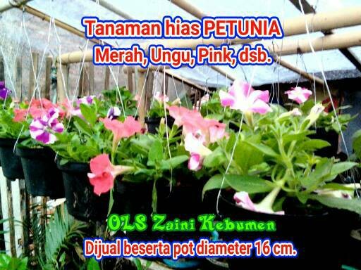 Jual Tanaman Hias Bunga Petunia Dalam Pot Gantung Diameter 16 Cm Kab Kebumen Ol Zaini Shop Kebumen Tokopedia