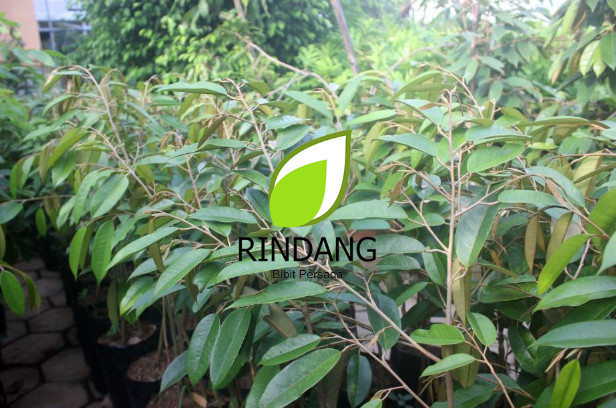 101 Gambar Pohon Durian Musang King Terbaik 101 Gambar Pohon Durian Musang King Terbaik