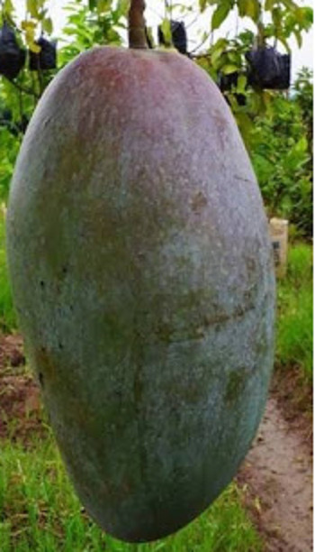 jual bibit mangga kiojay unggul daging tebal warung jual bibit mangga kiojay unggul daging tebal warung