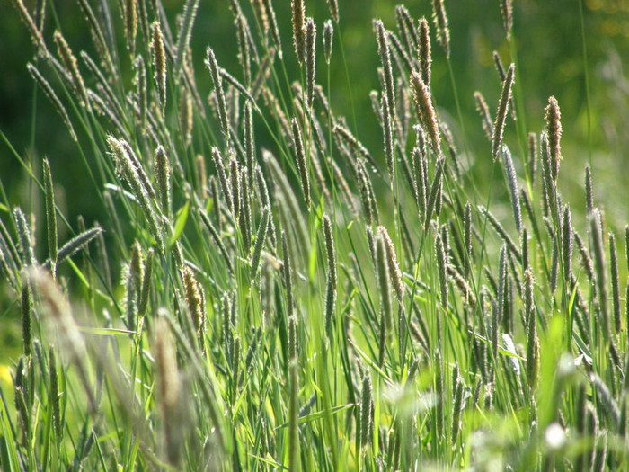 Info Bibit Rumput Hargano.com Info Bibit Rumput Hargano.com