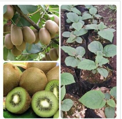 jual bibit tanaman buah kiwi golden bogor shop jual bibit tanaman buah kiwi golden bogor shop