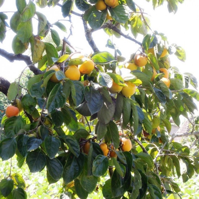 Bibit Kesemek 60 cm - GROSIRAN