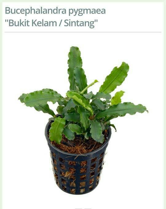 Bucephalandra Pygmaea "Bukit Kelam/Sintang" - Tanaman Aquascape