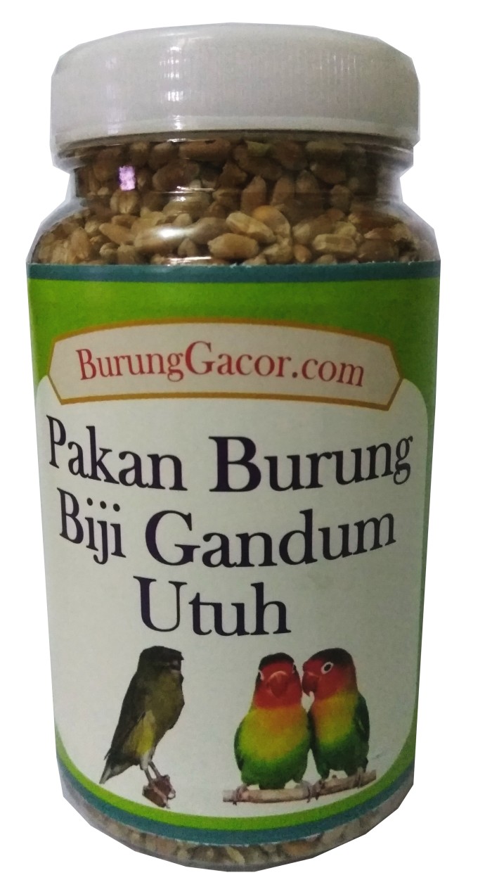 Katalog Burung Kenari Hargano.com Katalog Burung Kenari Hargano.com