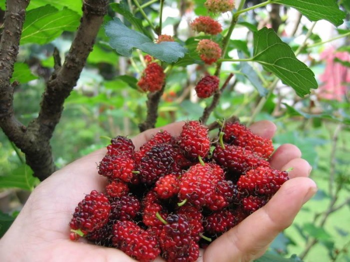 12 Manfaat Buah Murbei untuk Kesehatan