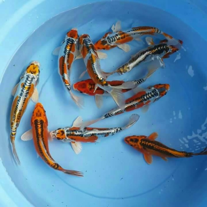 jual bibit koi import natan koi jual bibit koi import natan koi