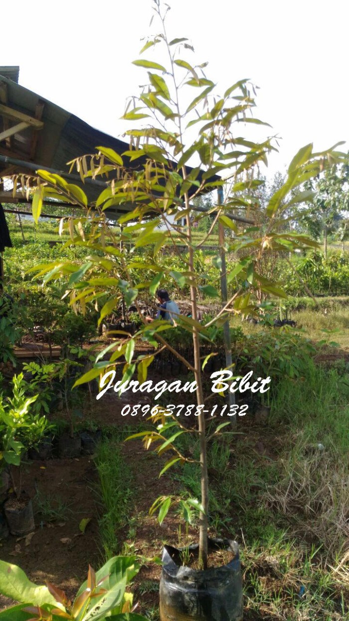 101 Gambar Pohon Durian Musang King Terbaik 101 Gambar Pohon Durian Musang King Terbaik