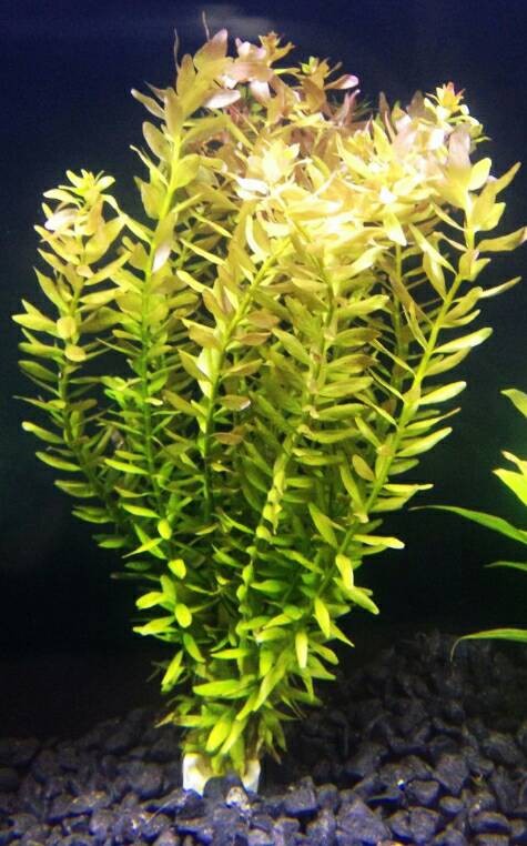 Foto Produk tanaman Aquascape rotala indica dari gello shrimp