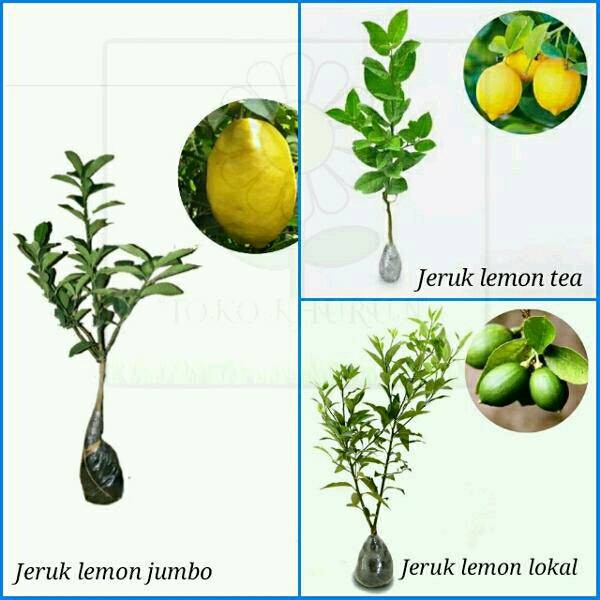 Tinggi 40cm Daftar Source · Promo Paket 3 Bibit Tanaman Buah Jeruk Lemon .