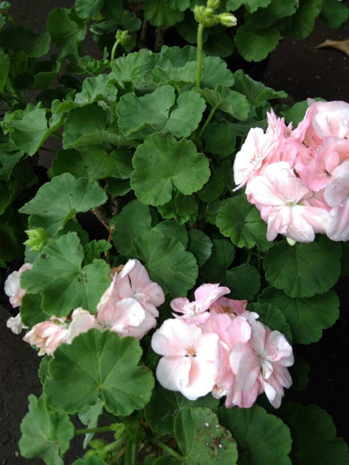 300 Wallpaper Bunga Geranium 300 Wallpaper Bunga Geranium