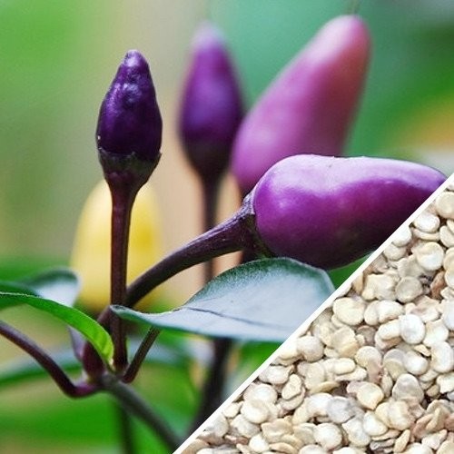 Benih CABE UNGU / PURPLE PEPPER Maica Leaf 15 Benih