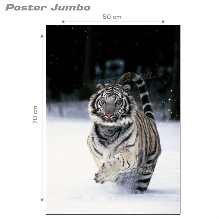 Poster Jumbo FAUNA: HARIMAU PUTIH #MSC5- 50 x 70 cm