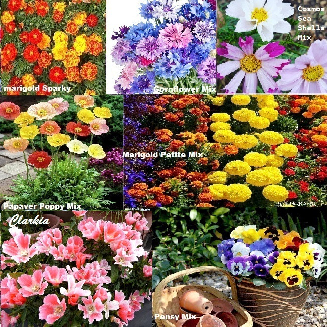 Jual Paket Hemat Benih/Bibit/Seed Bunga Cosmos,Poppy