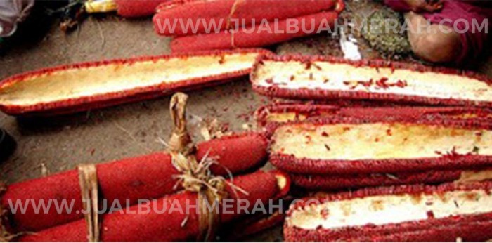 Hasil gambar untuk buah merah