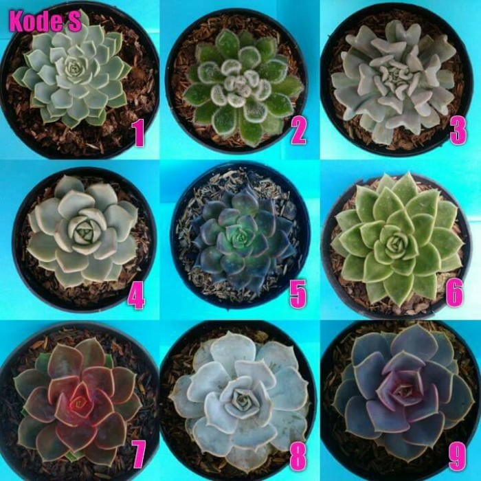 Jual Kaktus Sukulen Tanaman Hias Kota Medan Beauty Store Tokopedia