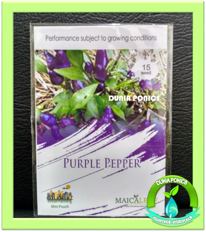 1 Pack Benih Cabe Ungu Cabai Purple Pepper Maica Leaf 15 Seed