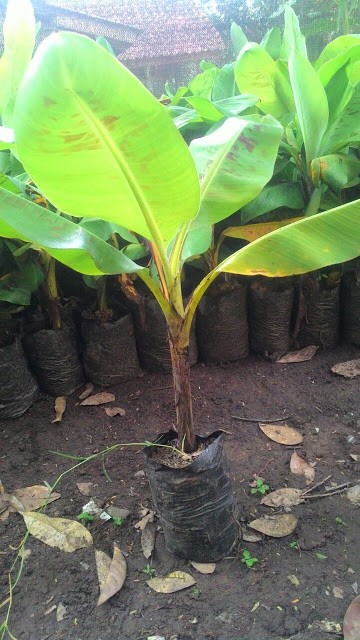 Harga Pisang Nugget Choco Murah Modern 2020 Hargano Com
