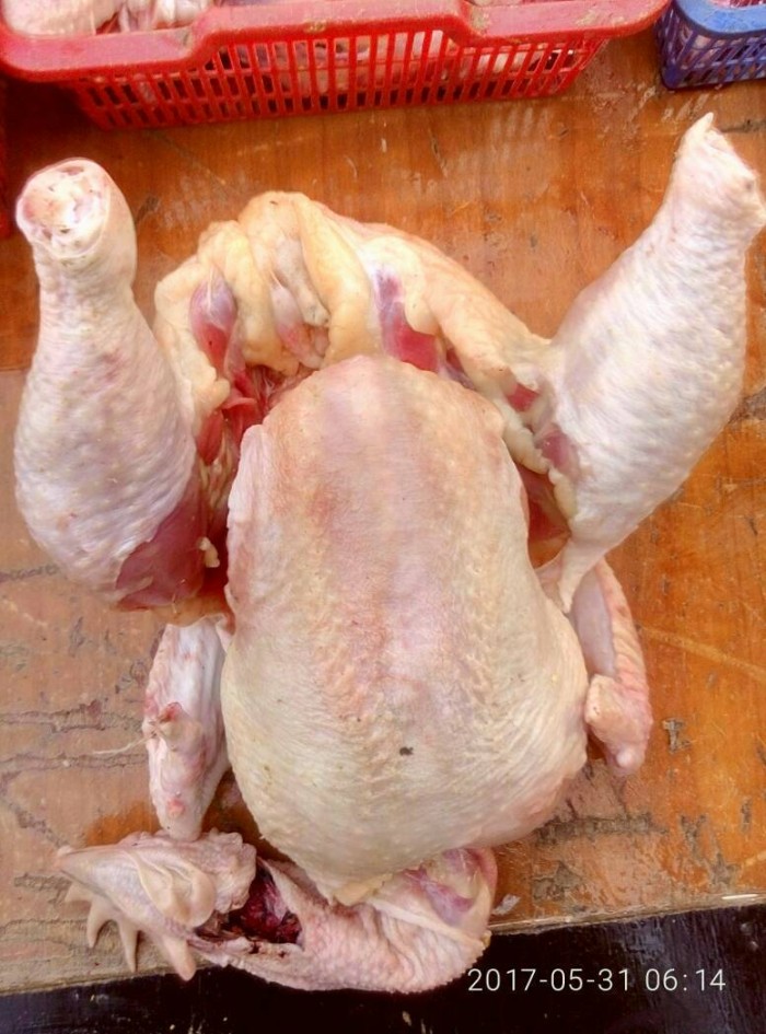 76+ Gambar Ayam Ukuran Besar 76+ Gambar Ayam Ukuran Besar