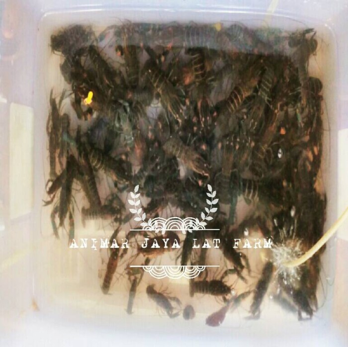 jual bibit benih udang raksasa lobster air tawar jual bibit benih udang raksasa lobster air tawar