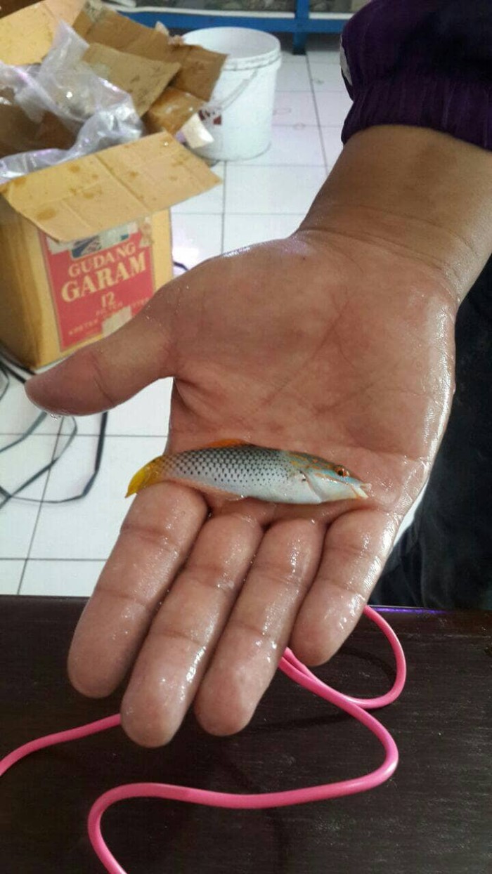Info Ikan Hias Air Laut Hargano.com Info Ikan Hias Air Laut Hargano.com
