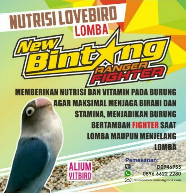 PAKAN RACIKAN LOMBA LOVE BIRD " NEW BINTANG RANGER FIGHTER "