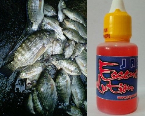 Umpan Essen Ikan Nila Teruji Ampuh Oleh Para Juara Mancing