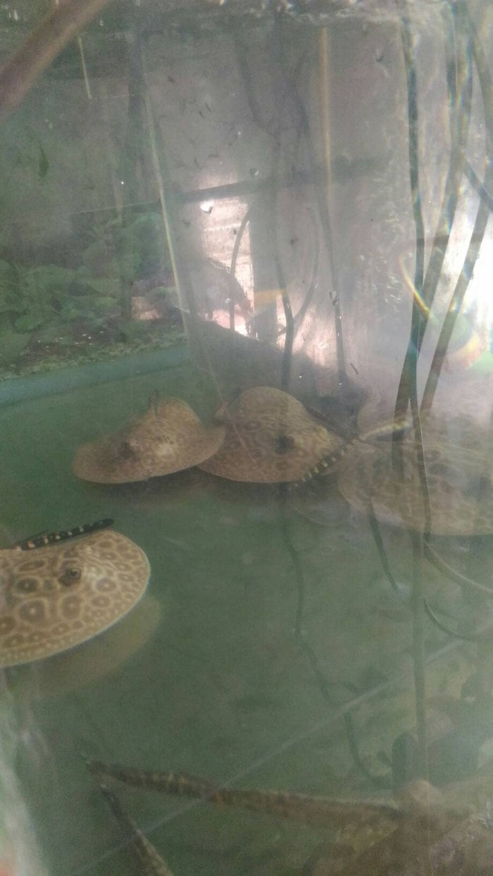 Info Ikan Pari Air Tawar Hargano.com Info Ikan Pari Air Tawar Hargano.com