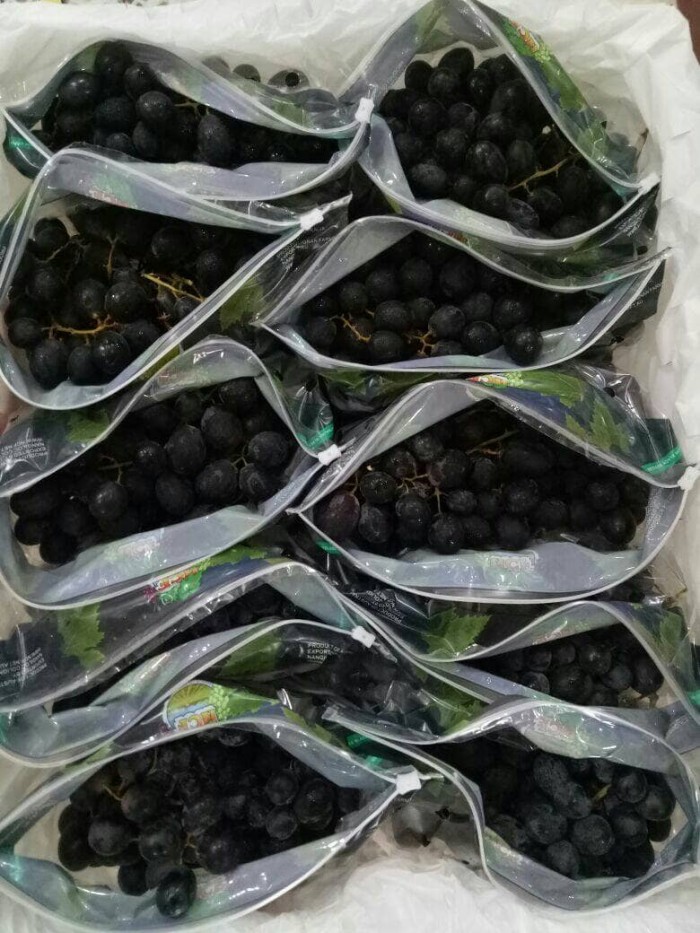jual anggur hitam tanpa biji black autumn grape seedless aksesoris unique jual anggur hitam tanpa biji black autumn grape seedless aksesoris unique