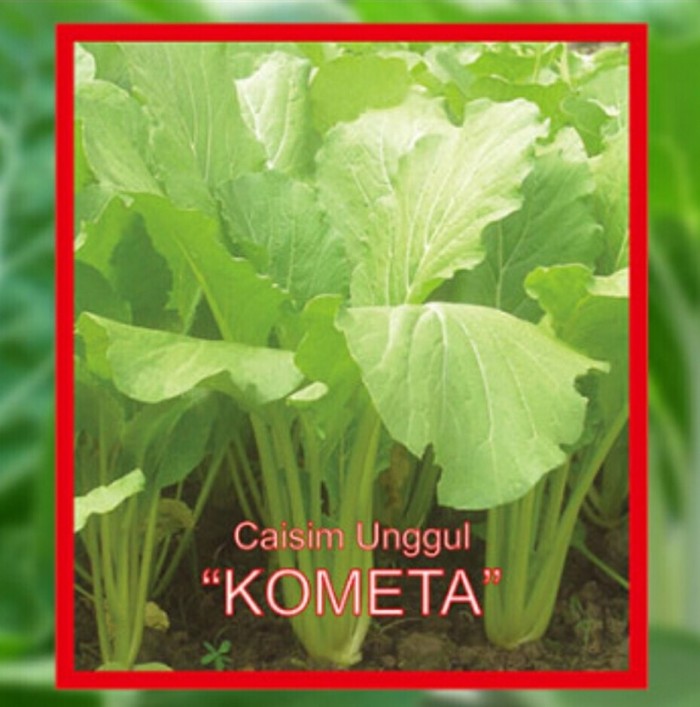 Benih sawi-caisim manis kometa 100 gram