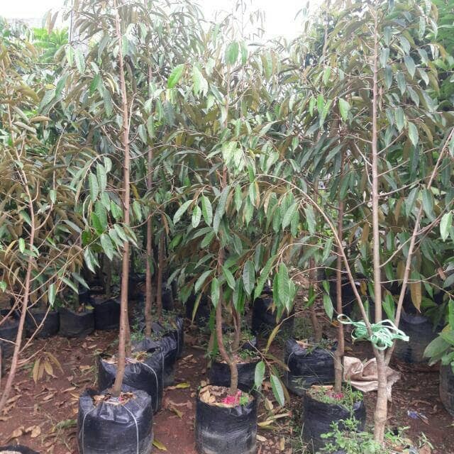 101+ Gambar Tanaman Durian Montong Paling Keren 101+ Gambar Tanaman Durian Montong Paling Keren