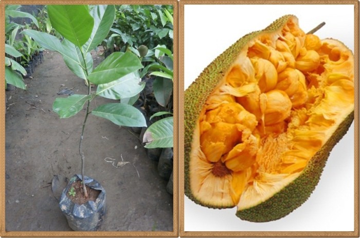 jual bibit buah nangkadak unggul warung bibit buah murah jual bibit buah nangkadak unggul warung bibit buah murah